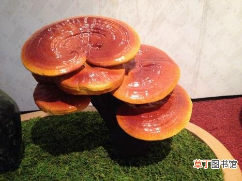 灵芝孢子粉的功效-灵芝孢子的功效与作用