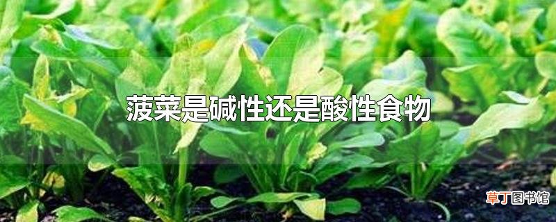菠菜是碱性还是酸性食物