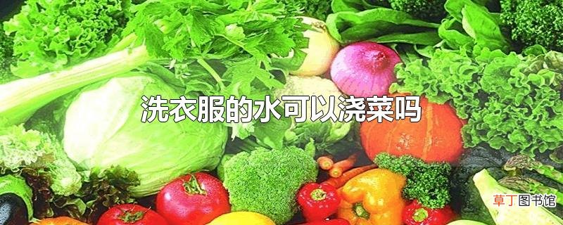 洗衣服的水可以浇菜吗