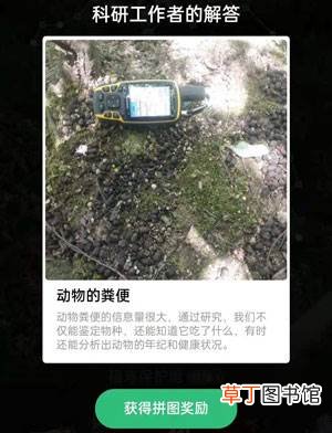 动物的粪便蚂蚁森林
