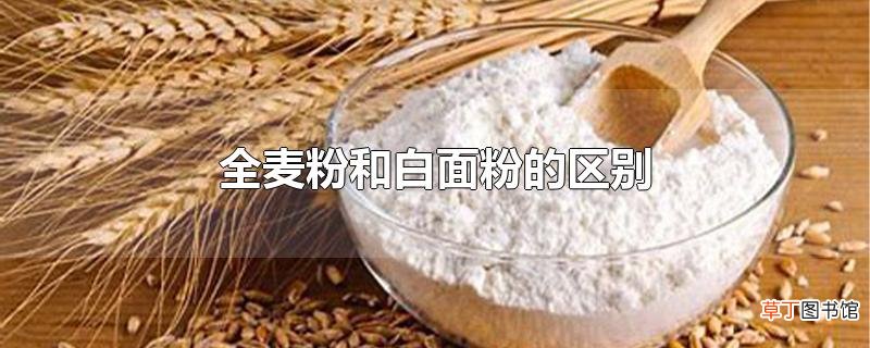 全麦粉和白面粉的区别