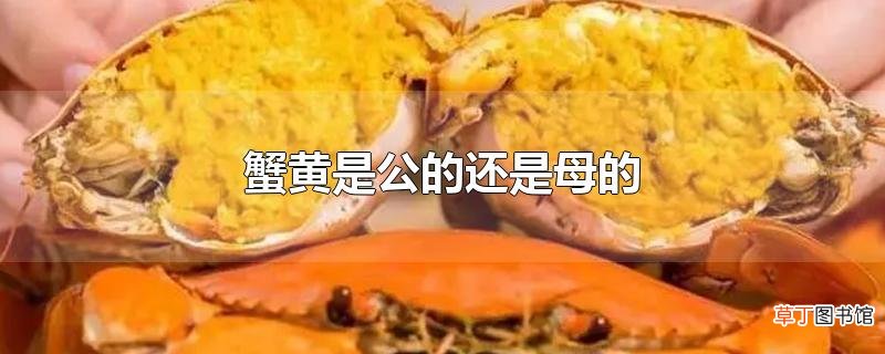蟹黄是公的还是母的