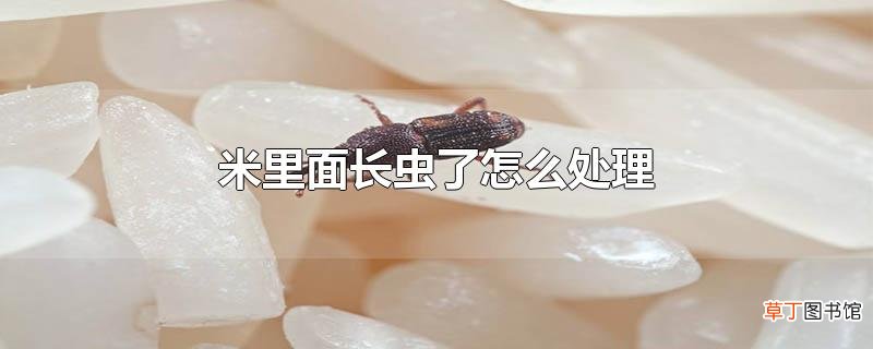 米里面长虫了怎么处理