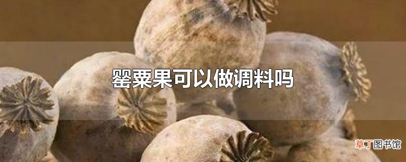 罂粟果可以做调料吗