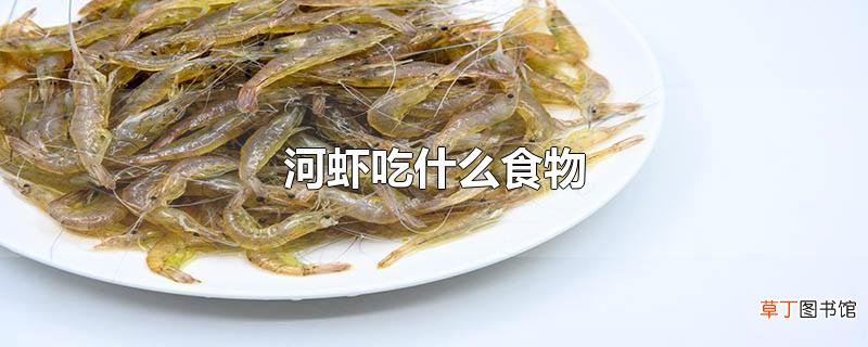 河虾吃什么食物