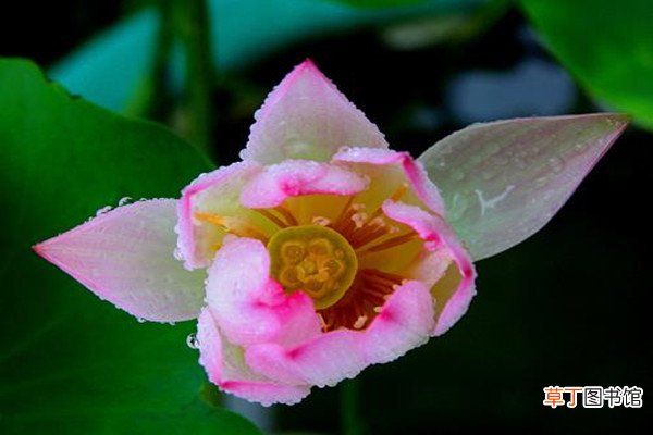 迎宾芙蓉的养殖方法及注意事项