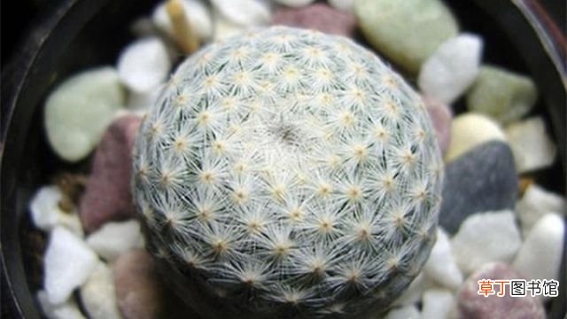 白鸟和银手指的区别