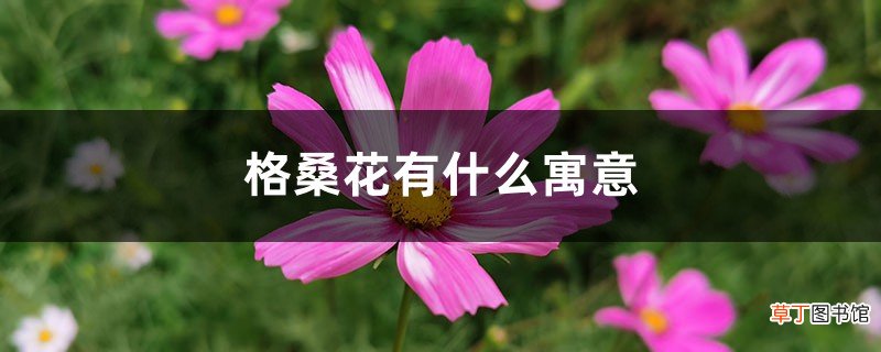 格桑花有什么寓意