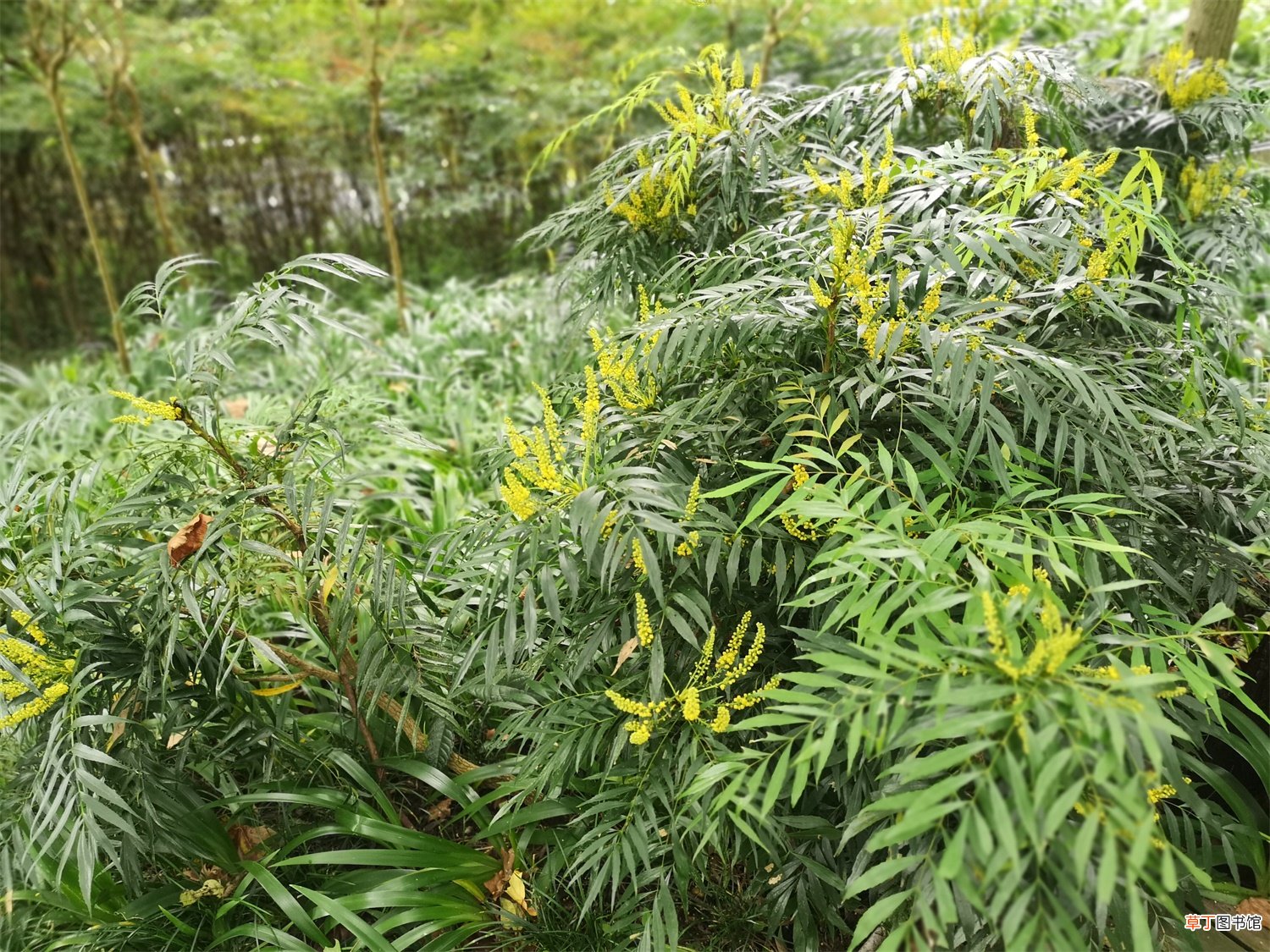 十大功劳的主要品种