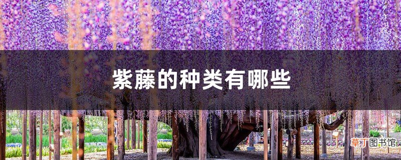 紫藤的种类有哪些