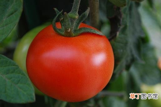 想要胸部健康就要学会吃 它们可是胸部最爱的食物