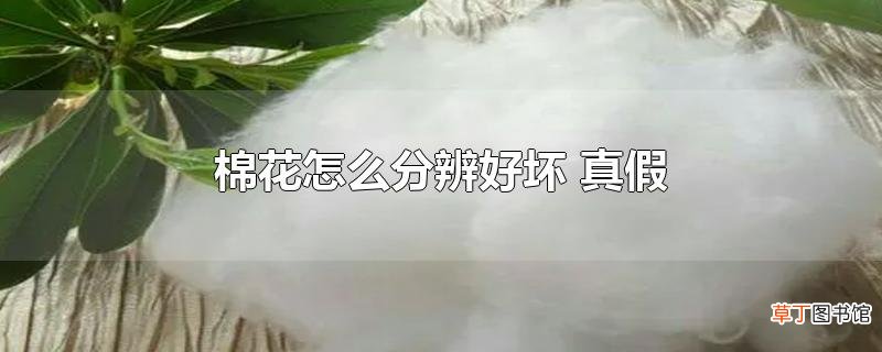 棉花怎么分辨好坏 真假