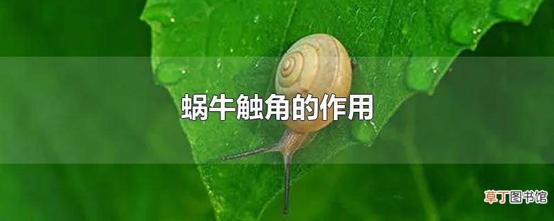 蜗牛触角的作用