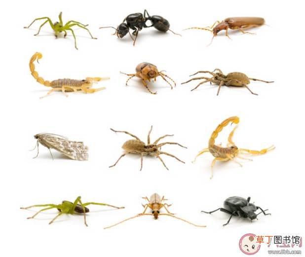 夏季被毒虫咬伤怎么处理急救 被毒虫咬伤有什么表现症状