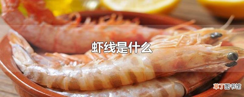 虾线是什么