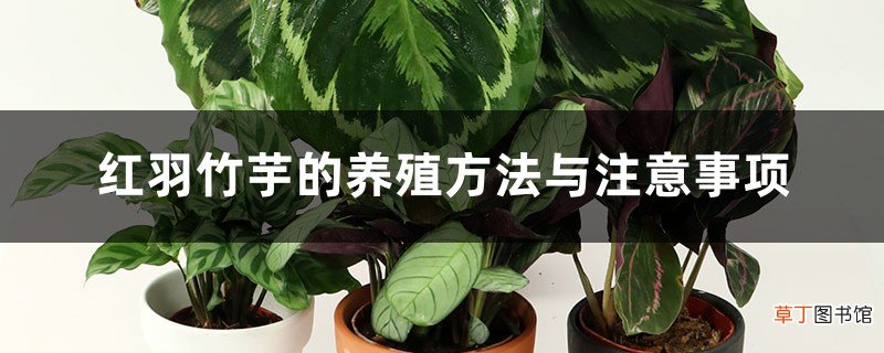 红羽竹芋的养殖方法与注意事项