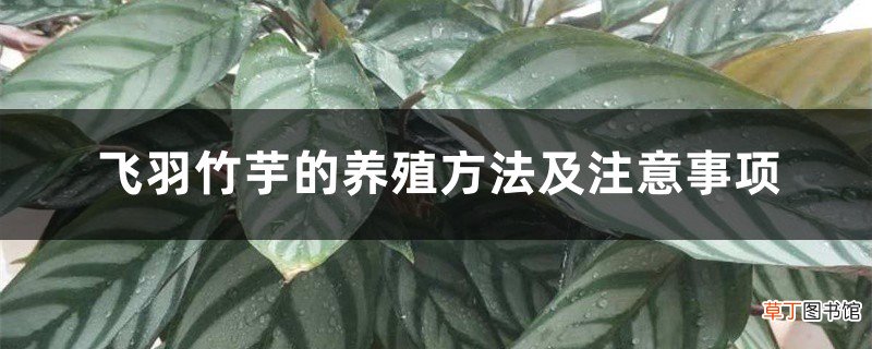 飞羽竹芋的养殖方法及注意事项