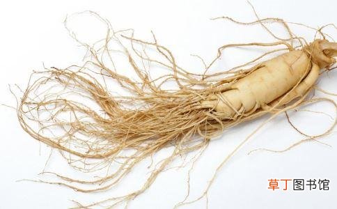 人参的功效与作用-人参的主要功效