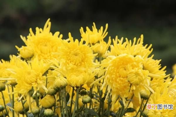 重阳节吃什么传统食物,重阳节习俗知多少
