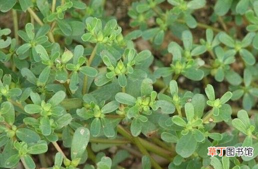 女人白带多 试试五个食疗方法