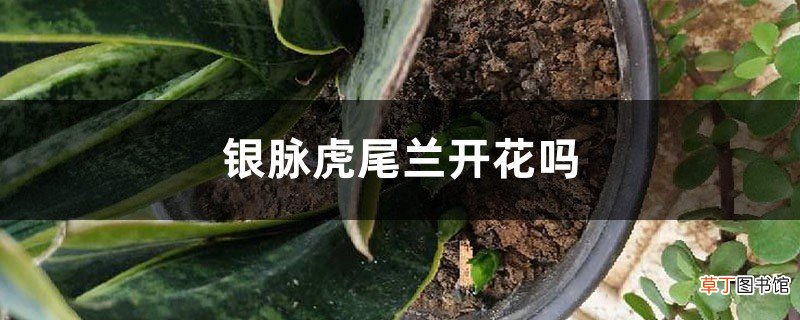 银脉虎尾兰开花吗