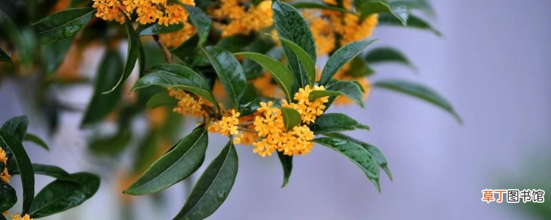 日香桂和四季桂的区别