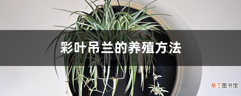 彩叶吊兰的养殖方法