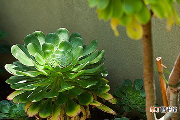 大叶莲花掌怎么养