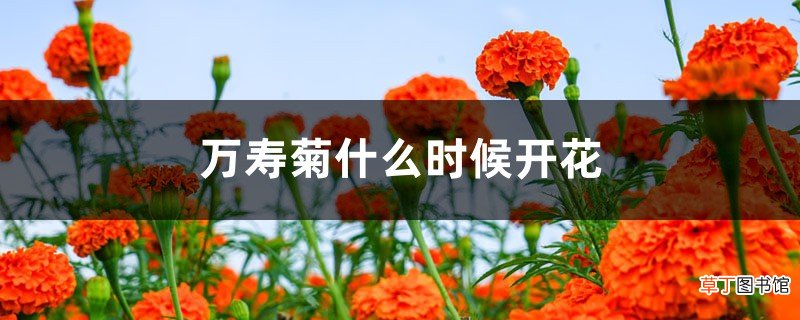 万寿菊什么时候开花