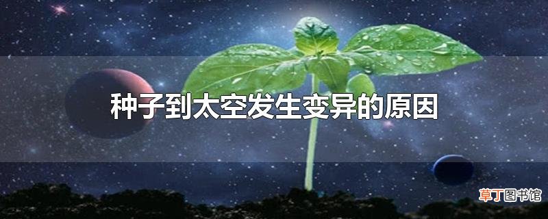种子到太空发生变异的原因