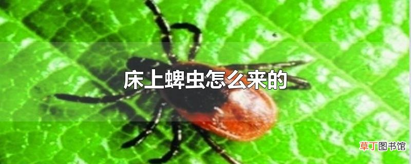 床上蜱虫怎么来的