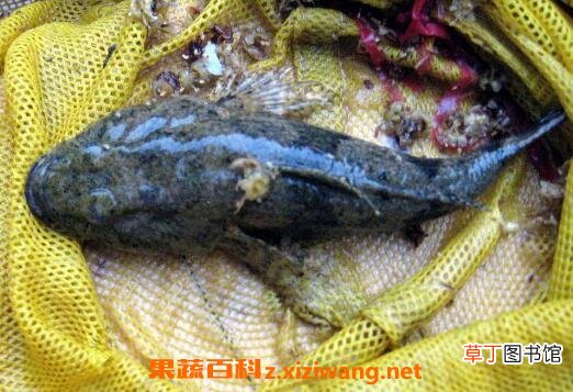 竹壳鱼的功效与作用及食用方法