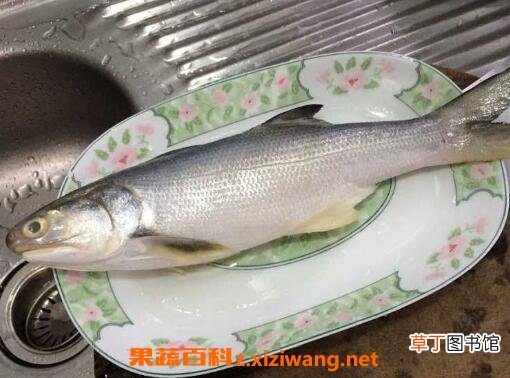 马友鱼的功效与作用