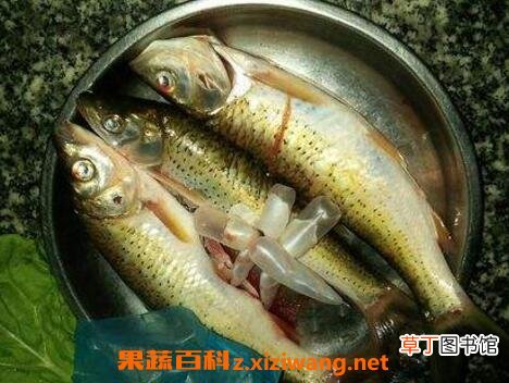 马郎鱼的功效营养与药用价值