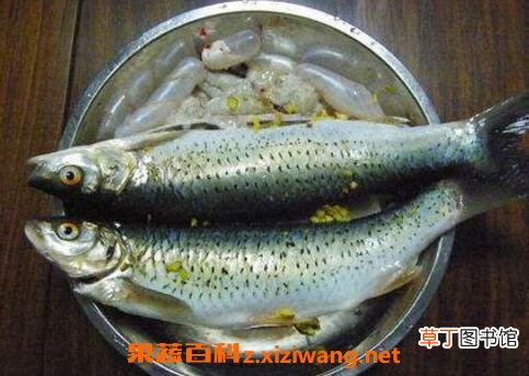 马郎鱼的功效营养与药用价值
