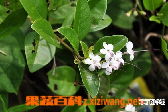 假茉莉的功效与作用