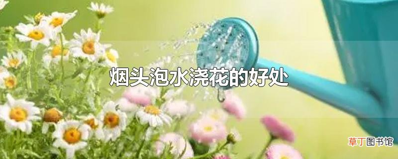 烟头泡水浇花的好处
