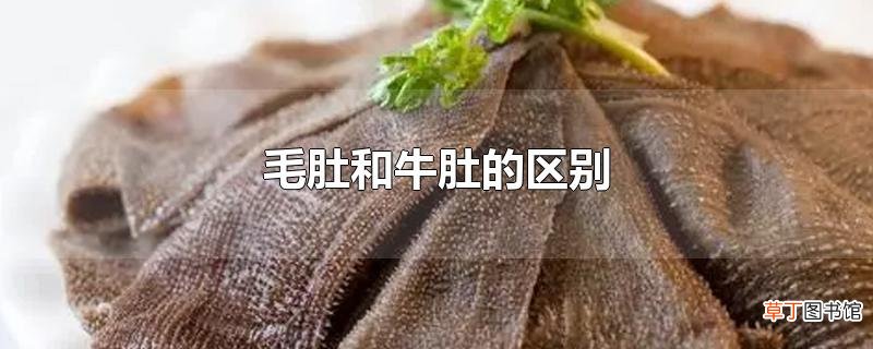 毛肚和牛肚的区别