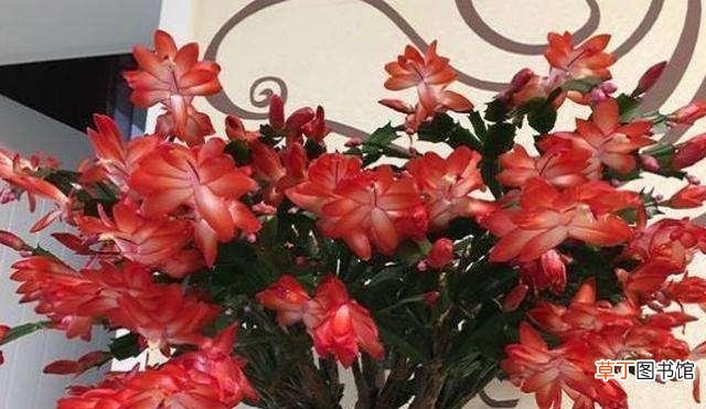 蟹爪兰的种植方法是什么 蟹爪兰怎么养才能开花