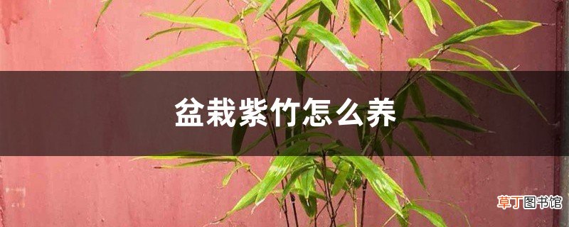 盆栽紫竹怎么养