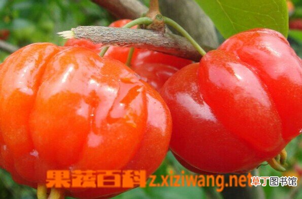 红果仔的功效与作用