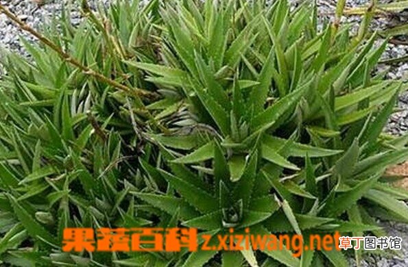 厚叶雀舌兰的功效与作用 厚叶雀舌兰的种植要点
