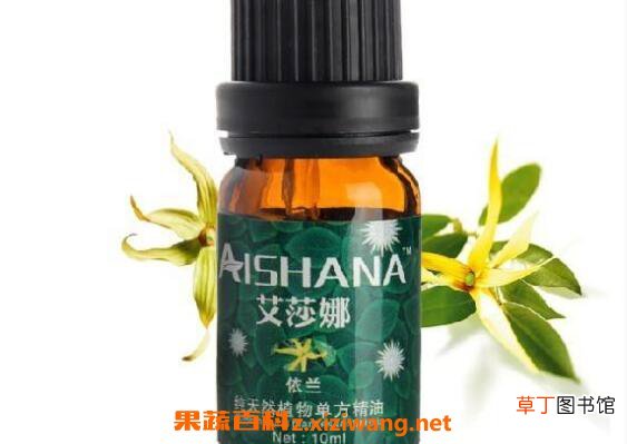依兰精油的功效与作用 依兰精油的用途有哪些
