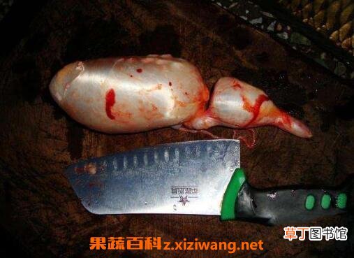 鱼胆的功效与禁忌 鱼胆中毒怎么办
