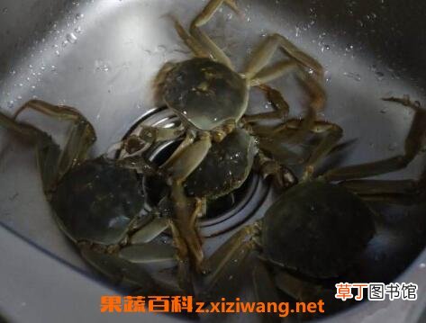 活螃蟹怎么保存 活螃蟹如何让它保活