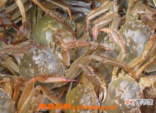 活螃蟹怎么保存 活螃蟹如何让它保活