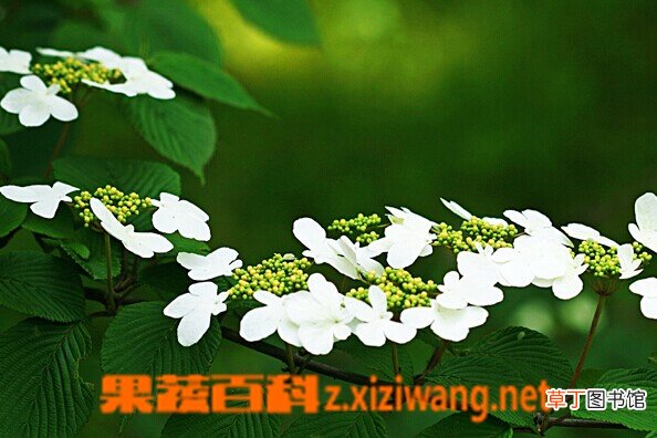 蝴蝶戏珠花的功效与作用 蝴蝶戏珠花的生活习性