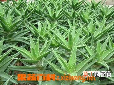 芦荟汁的功效与作用