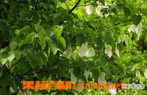 珙桐的功效与作用