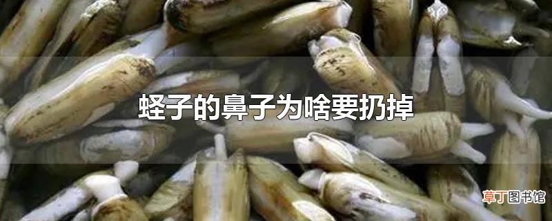 蛏子的鼻子为啥要扔掉